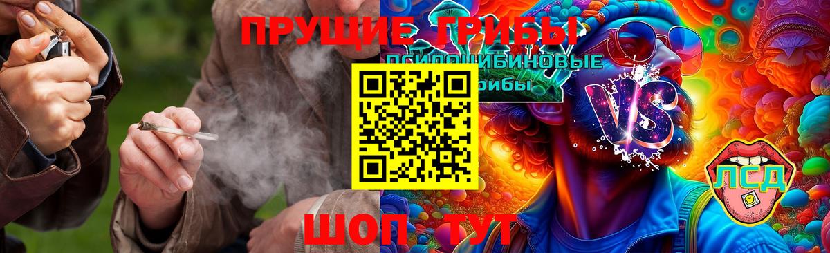 Псилоцибиновые грибы Psilocybe Ейск